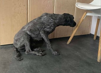 Rongy wurde völlig verwahrlost gefunden