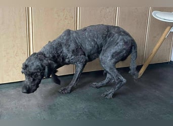 Rongy wurde völlig verwahrlost gefunden