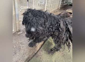 Süti, , süßer Puli Senior sucht….