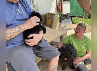 Eszter,süße Puli Mama sucht…..