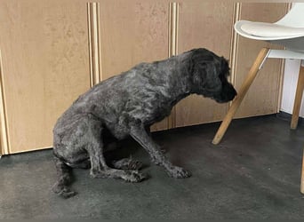 Rongy wurde völlig verwahrlost gefunden