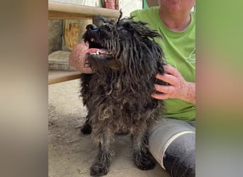Eszter,süße Puli Mama sucht…..