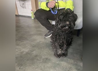 Süti, , süßer Puli Senior sucht….