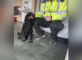 Süti, , süßer Puli Senior sucht….