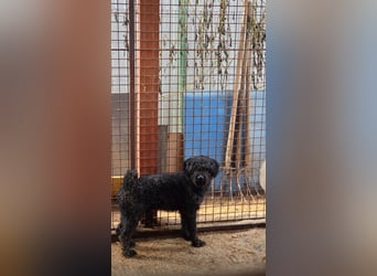 Rongy wurde völlig verwahrlost gefunden