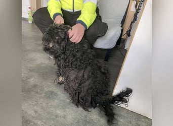 Süti, , süßer Puli Senior sucht….