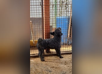 Rongy wurde völlig verwahrlost gefunden