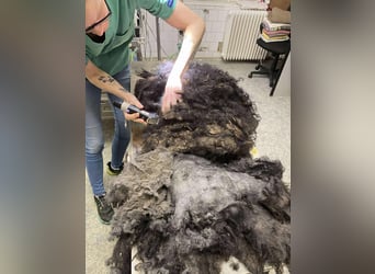 Rongy wurde völlig verwahrlost gefunden