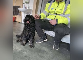 Süti, , süßer Puli Senior sucht….