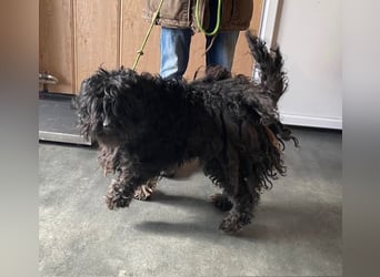 Süti, , süßer Puli Senior sucht….