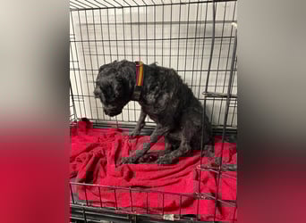 Rongy wurde völlig verwahrlost gefunden