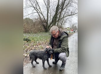 Rongy wurde völlig verwahrlost gefunden