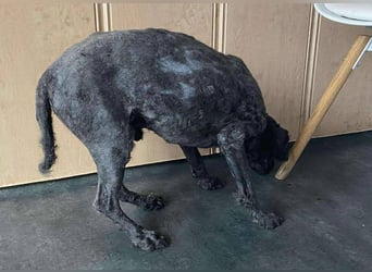 Rongy wurde völlig verwahrlost gefunden