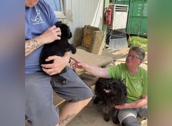 Eszter,süße Puli Mama sucht…..