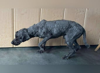 Rongy wurde völlig verwahrlost gefunden