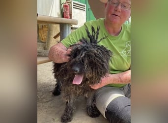 Eszter,süße Puli Mama sucht…..