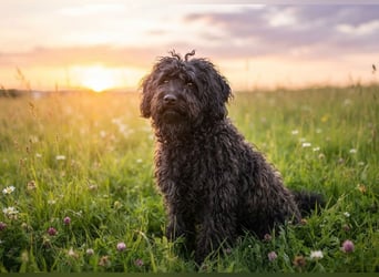 Süti, , süßer Puli Senior sucht….