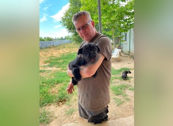 Adam, kleiner Welpi mit Flausen im Kopf