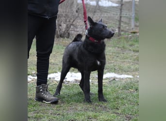 Sehr lieber, aktiver und menschenbezogener Rüde LOGAN, geb. 22.01.2024