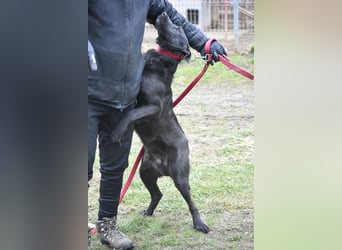 Sehr lieber, aktiver und menschenbezogener Rüde LOGAN, geb. 22.01.2024