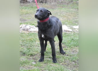 Sehr lieber, aktiver und menschenbezogener Rüde LOGAN, geb. 22.01.2024