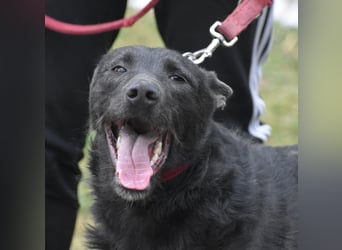 Sehr lieber, aktiver und menschenbezogener Rüde LOGAN, geb. 22.01.2024