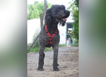Tilda - süße Hündin, freundlich, aufgeschlossen und einfach lieb