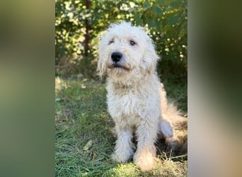 Axel - Fröhlicher Puli-Mix möchte endlich dazugehören