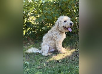 Axel - Fröhlicher Puli-Mix möchte endlich dazugehören