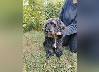 Kadarka - Stiller Senior, der endlich Geborgenheit verdient!