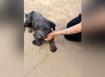 Gyuri - Sanfter Puli-Mix möchte vor dem Winter endlich ankommen