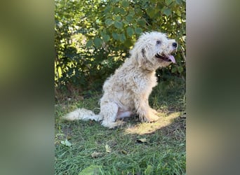 Axel - Fröhlicher Puli-Mix möchte endlich dazugehören