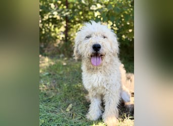 Axel - Fröhlicher Puli-Mix möchte endlich dazugehören