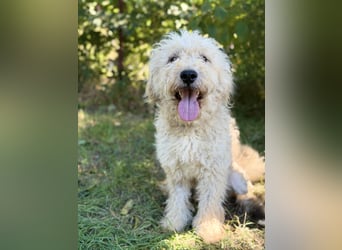 Axel - Fröhlicher Puli-Mix möchte endlich dazugehören