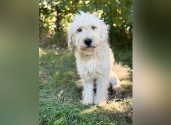 Axel - Fröhlicher Puli-Mix möchte endlich dazugehören