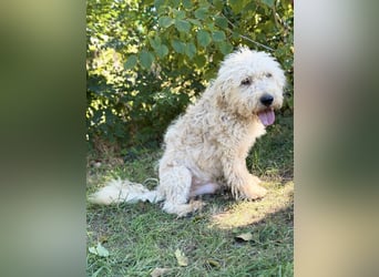 Axel - Fröhlicher Puli-Mix möchte endlich dazugehören