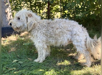 Axel - Fröhlicher Puli-Mix möchte endlich dazugehören