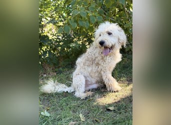 Axel - Fröhlicher Puli-Mix möchte endlich dazugehören