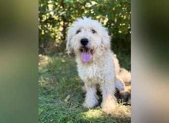 Axel - Fröhlicher Puli-Mix möchte endlich dazugehören