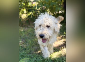 Axel - Fröhlicher Puli-Mix möchte endlich dazugehören