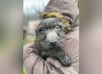 LEO - Kleiner Puli-Mix, allergikerfreundlich, sucht ein liebevolles Für-immer-Zuhause