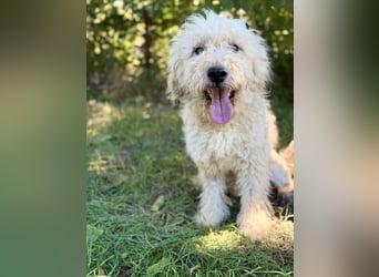 Axel - Fröhlicher Puli-Mix möchte endlich dazugehören