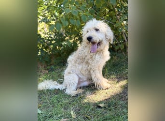 Axel - Fröhlicher Puli-Mix möchte endlich dazugehören