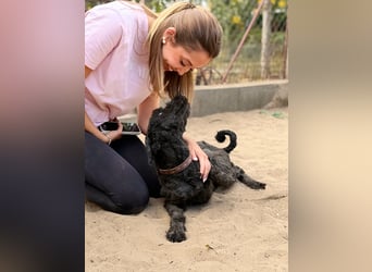 Gyuri - Sanfter Puli-Mix möchte vor dem Winter endlich ankommen
