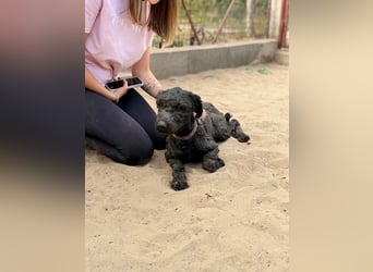 Gyuri - Sanfter Puli-Mix möchte vor dem Winter endlich ankommen