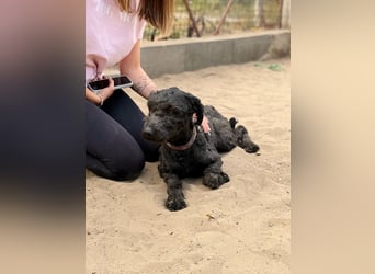 Gyuri - Sanfter Puli-Mix möchte vor dem Winter endlich ankommen