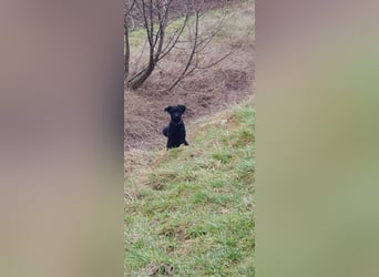 Puli, Puli-Mix für Agility und Sport