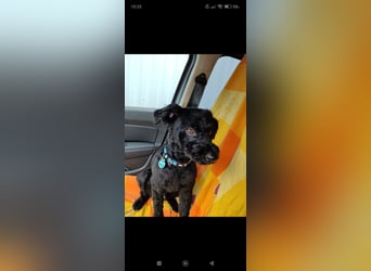 Puli, Puli-Mix für Agility und Sport