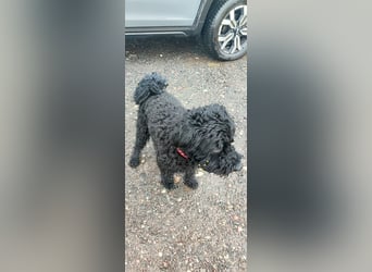 Puli, Puli-Mix für Agility und Sport