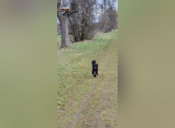 Puli, Puli-Mix für Agility und Sport